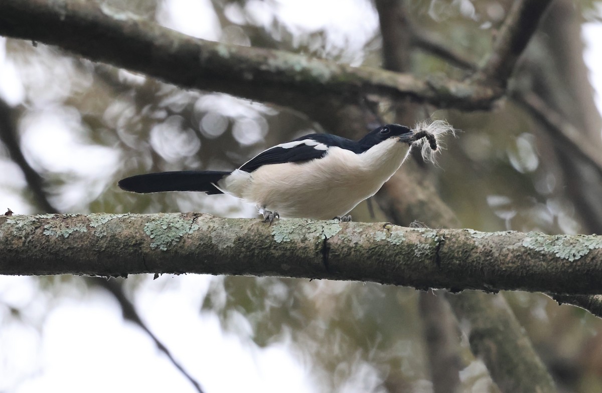 Tropical Boubou - ML621423197