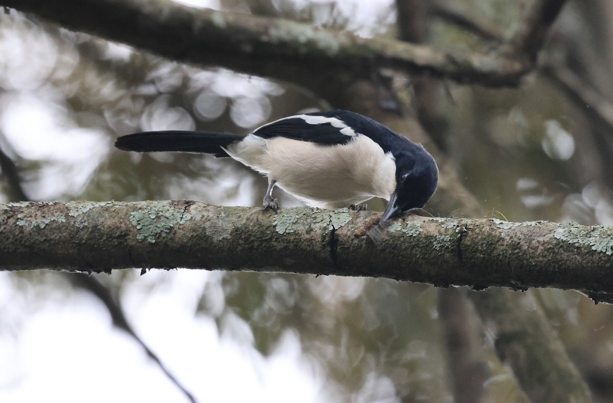 Tropical Boubou - Michele Burnat