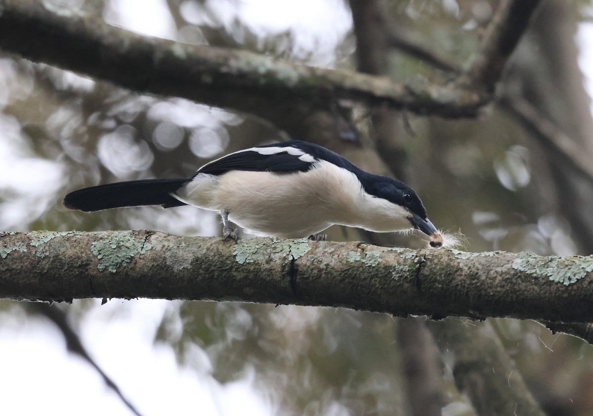 Tropical Boubou - ML621423208