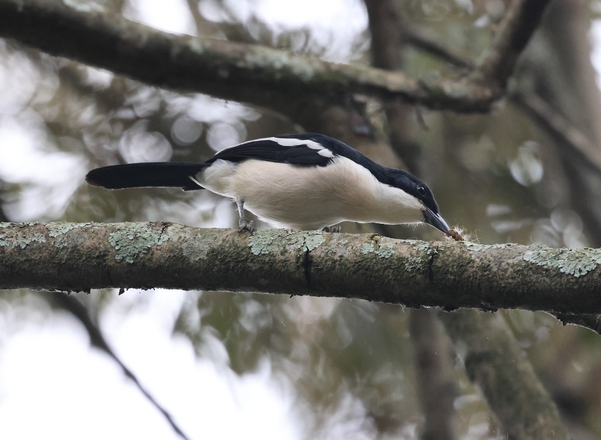 Tropical Boubou - ML621423222