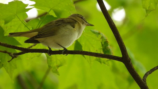 Kızıl Gözlü Vireo - ML621423325