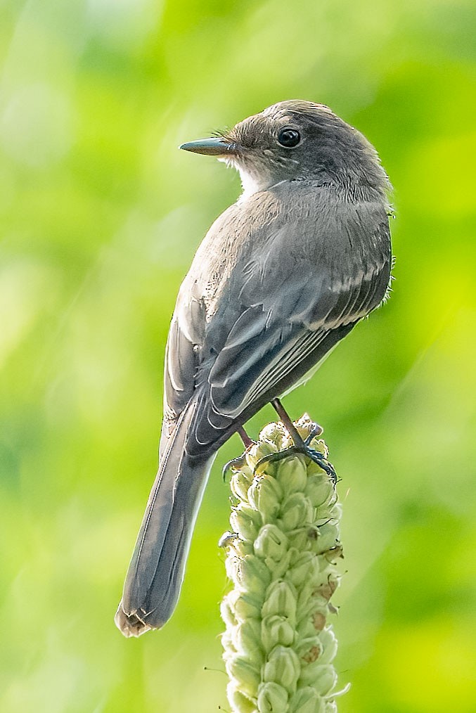 Eastern Phoebe - Bill Wood