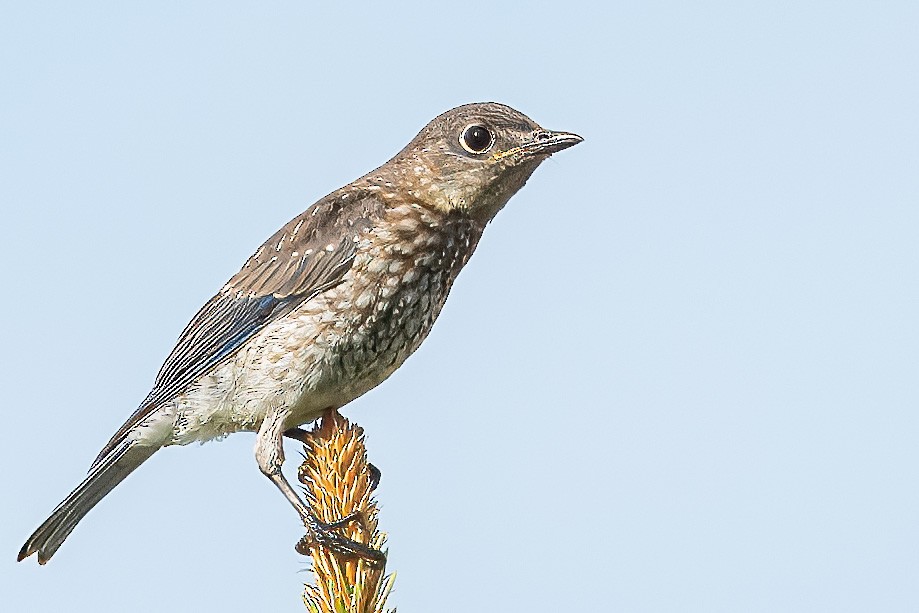 Eastern Bluebird - ML621423431