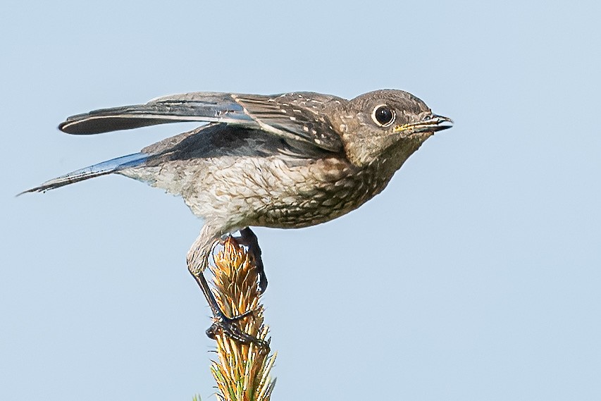 Eastern Bluebird - Bill Wood