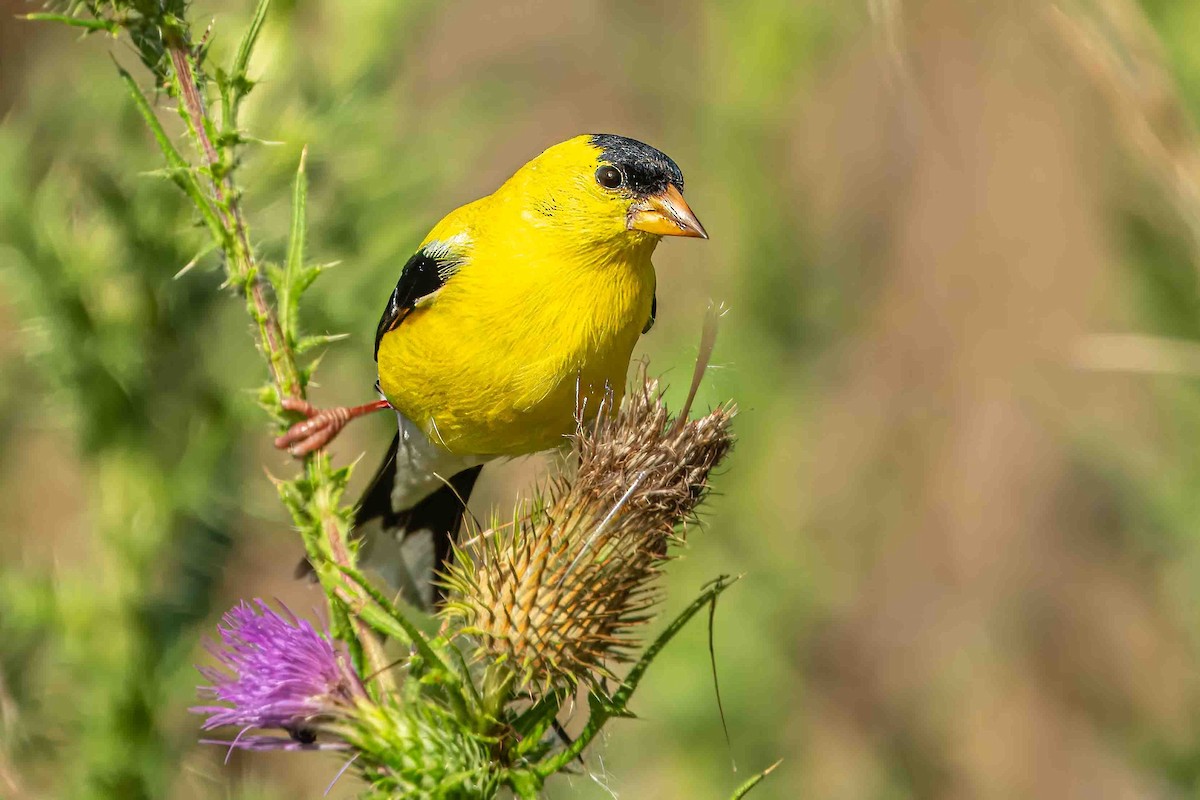 American Goldfinch - ML621423453