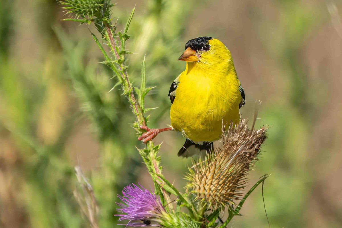 American Goldfinch - ML621423454