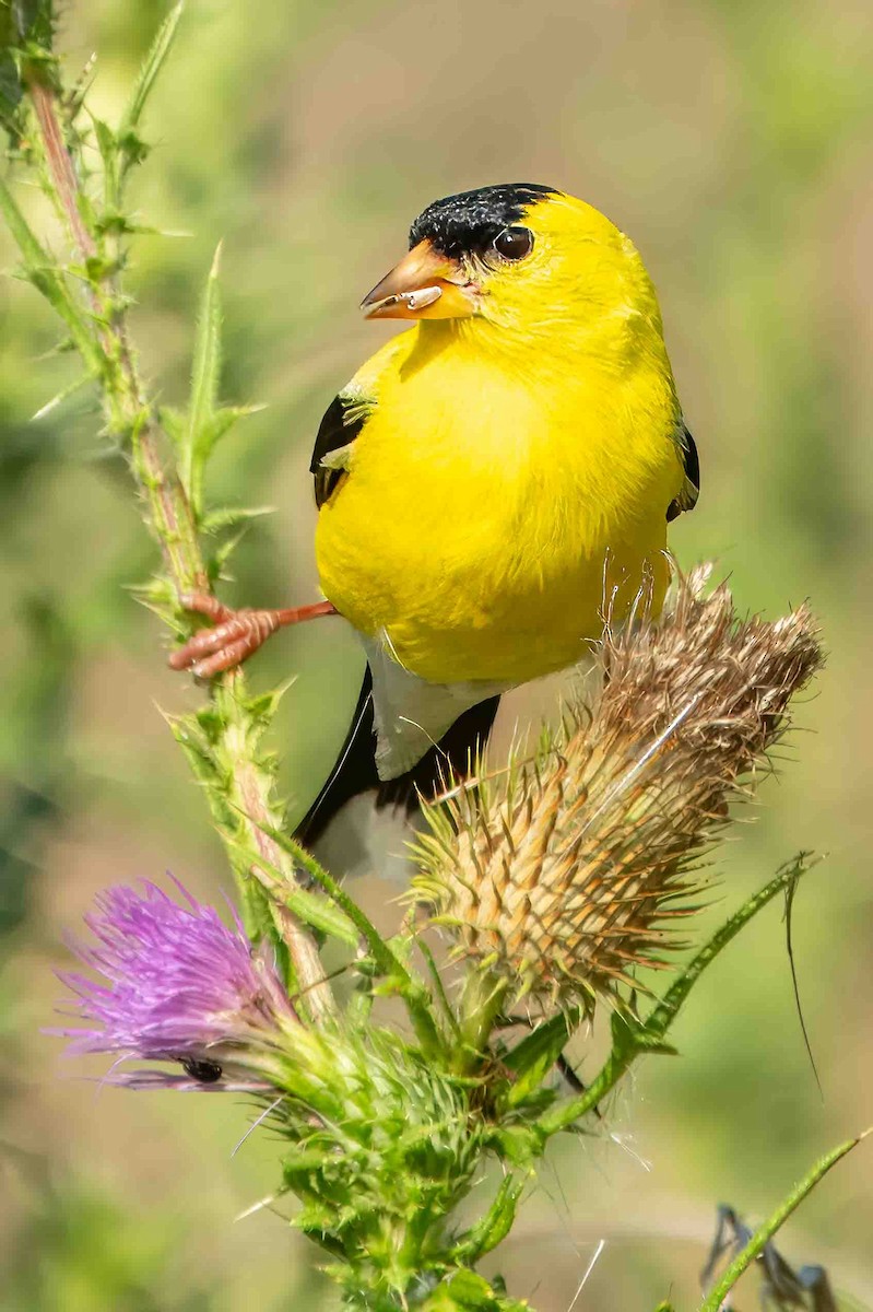 American Goldfinch - ML621423455