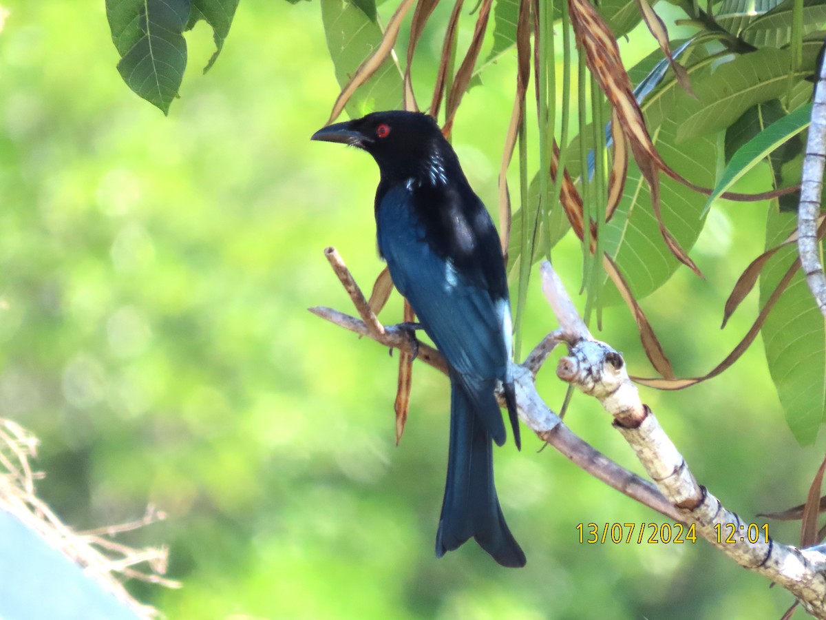 Spangled Drongo - ML621423505