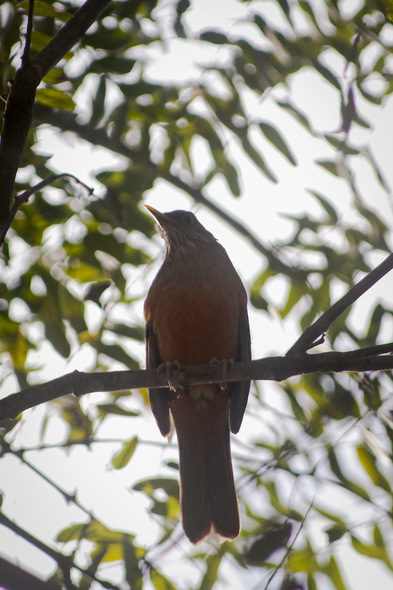 Rufous-bellied Thrush - ML621423574