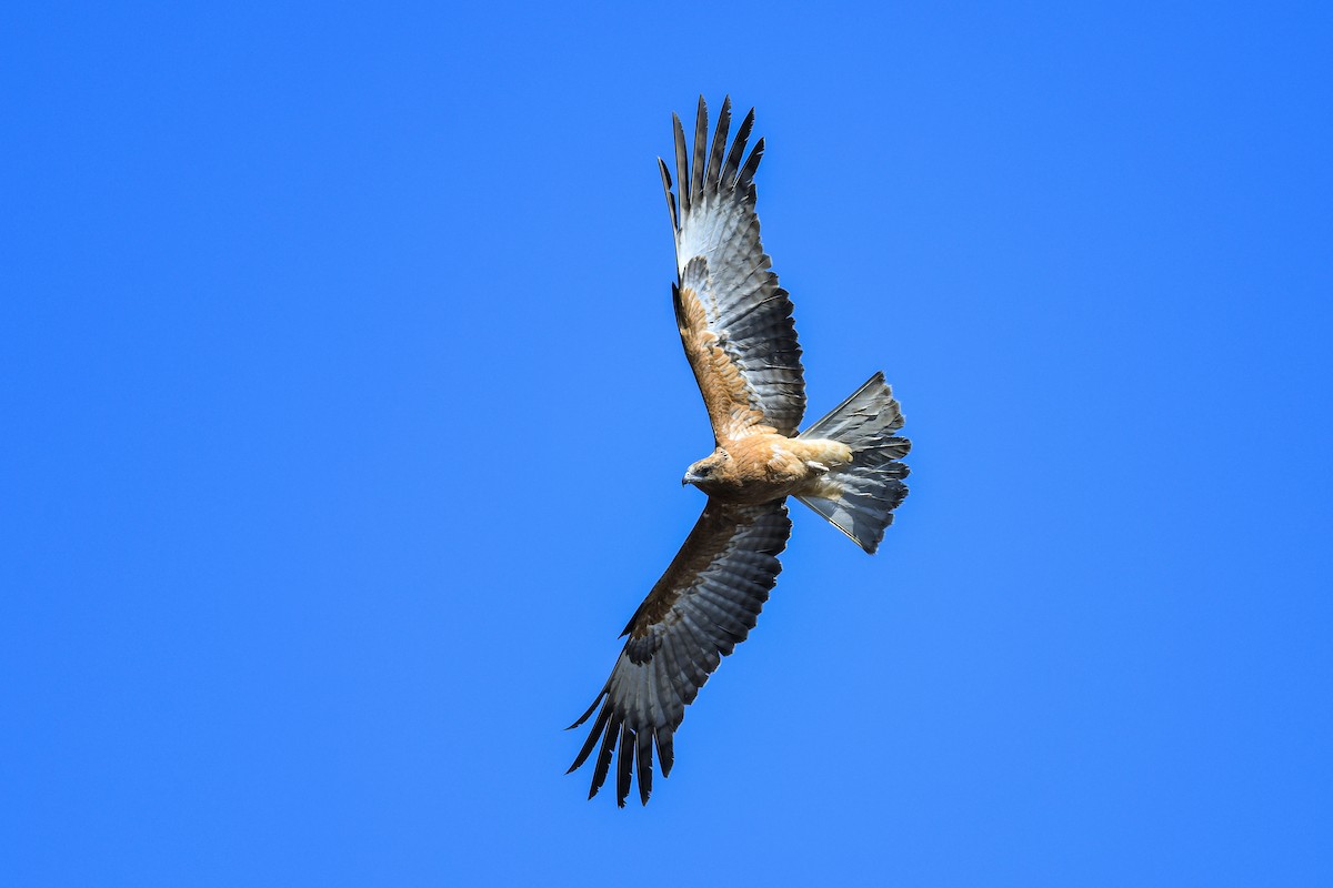 Square-tailed Kite - ML621423592