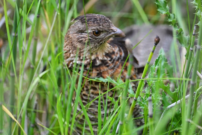 Ruffed Grouse - ML621423604