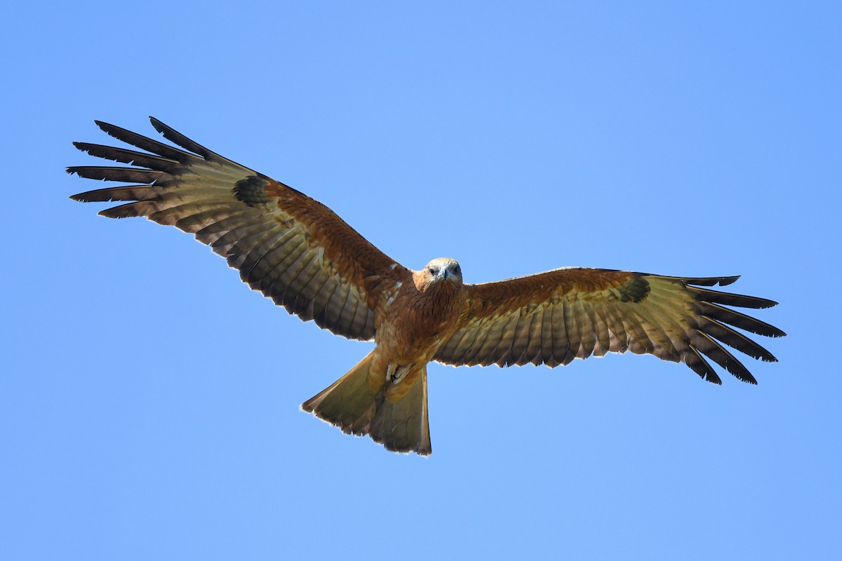 Square-tailed Kite - ML621423607