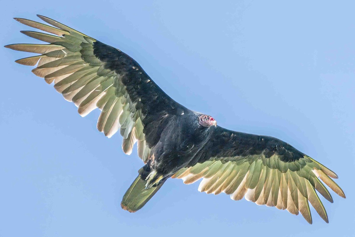 Turkey Vulture - ML621423609