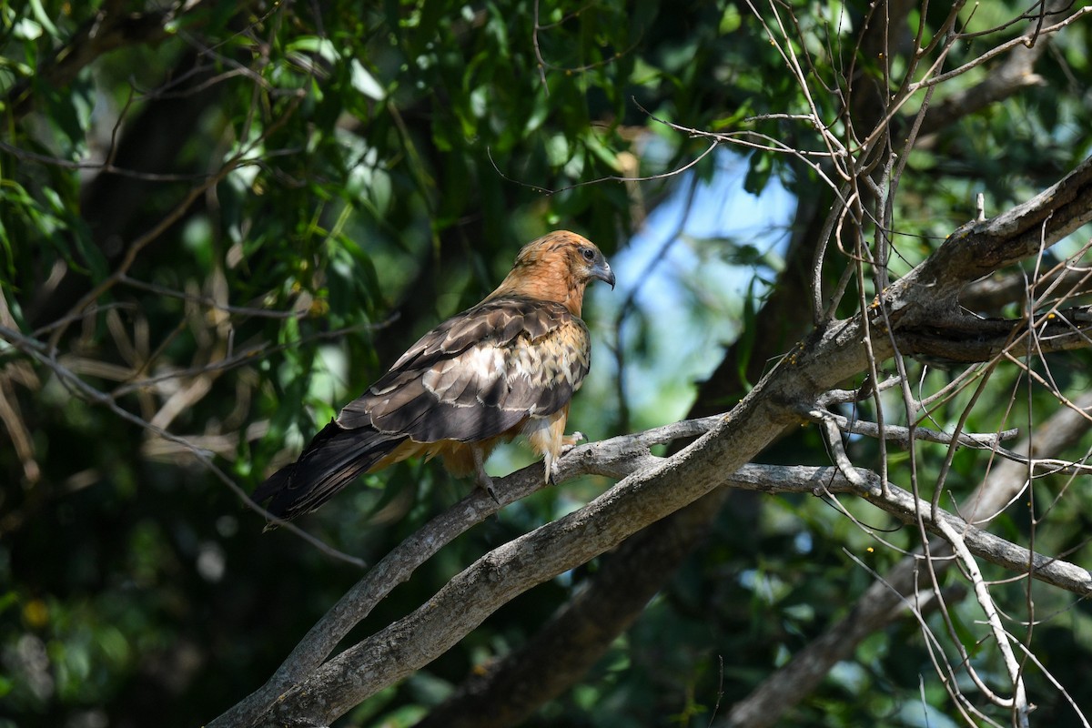 Square-tailed Kite - ML621423611