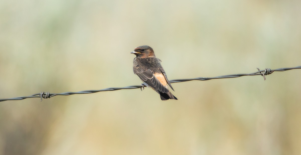 Cliff Swallow - ML621423646