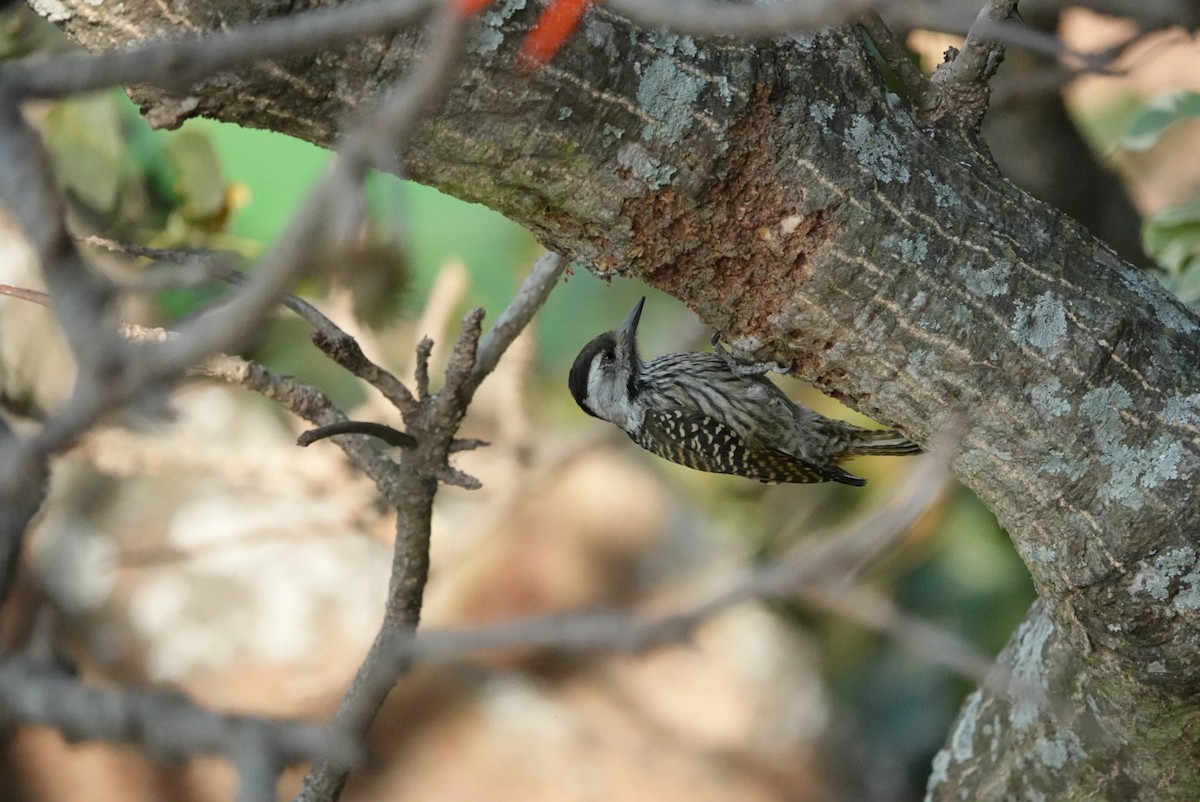 eBird Checklist - 12 Jul 2024 - Durban, Berea, KwaZulu-Natal, ZA ...