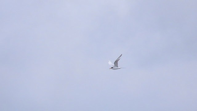 Forster's Tern - ML621423774