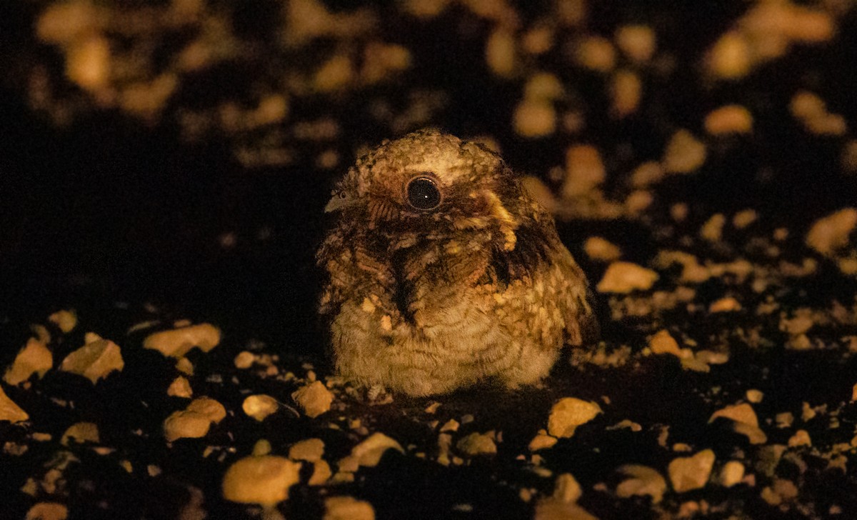 Common Poorwill - ML621423788