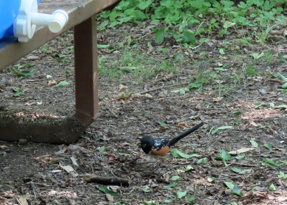 Spotted Towhee - ML621423831
