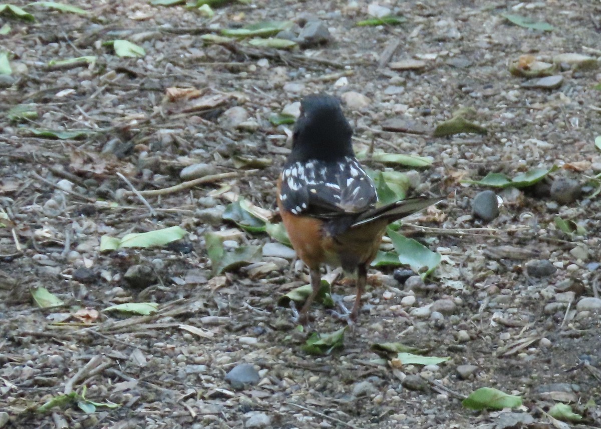 Spotted Towhee - ML621423834