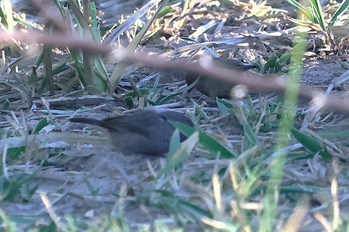 Brown Firefinch - ML621423876