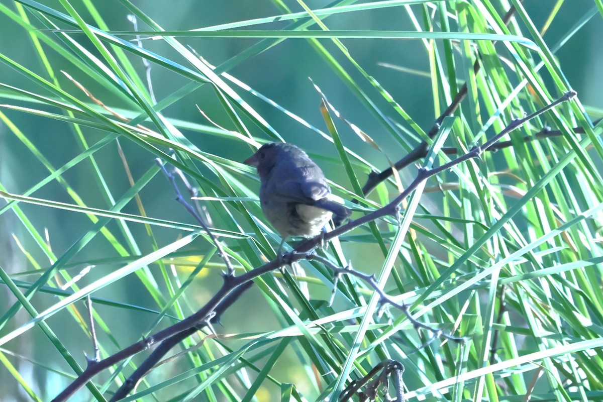 Brown Firefinch - ML621423877