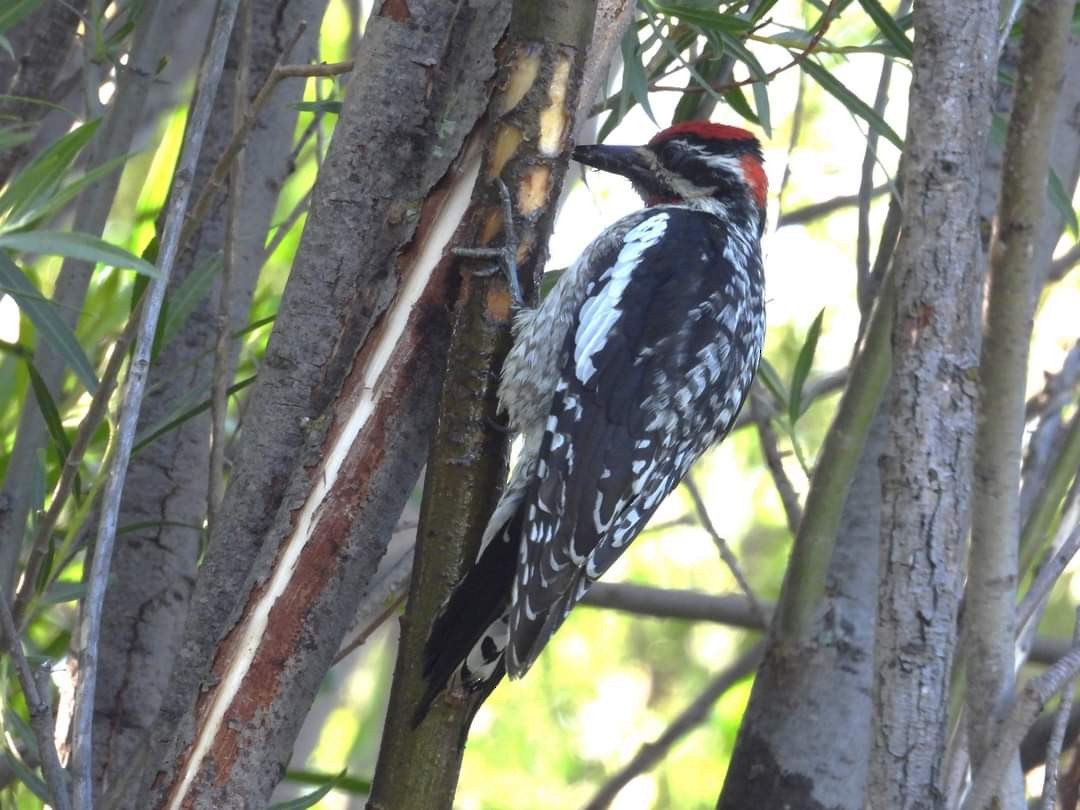 Red-naped Sapsucker - ML621423896