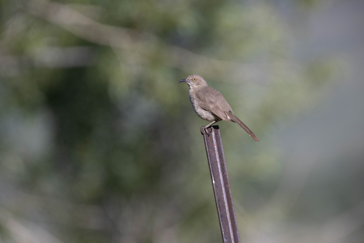 Curve-billed Thrasher - ML621423909