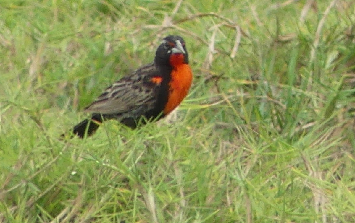 Peruvian Meadowlark - ML621423948