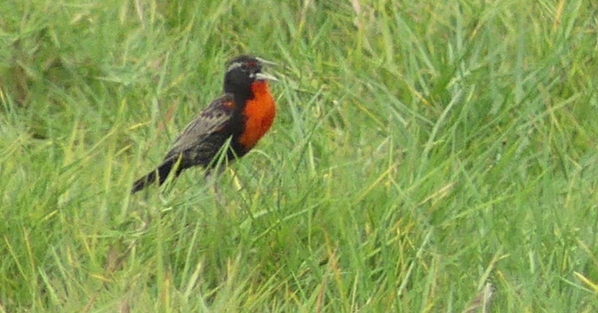 Peruvian Meadowlark - ML621423949