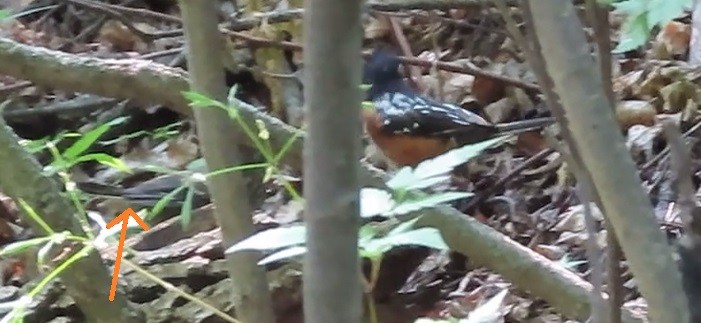 Spotted Towhee - ML621423971