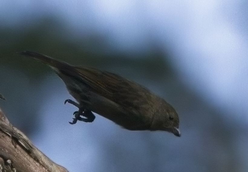 Least Honeyguide - ML621423997