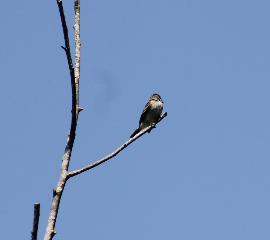 Willow Flycatcher - ML621424074