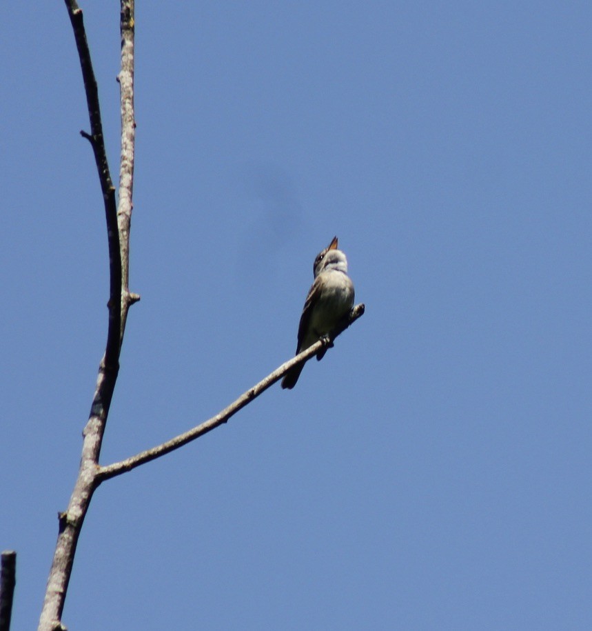 Willow Flycatcher - ML621424076