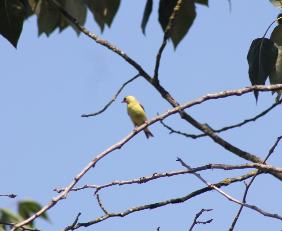 American Goldfinch - ML621424078