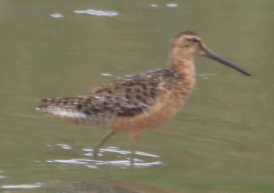 Long-billed Dowitcher - ML621424116