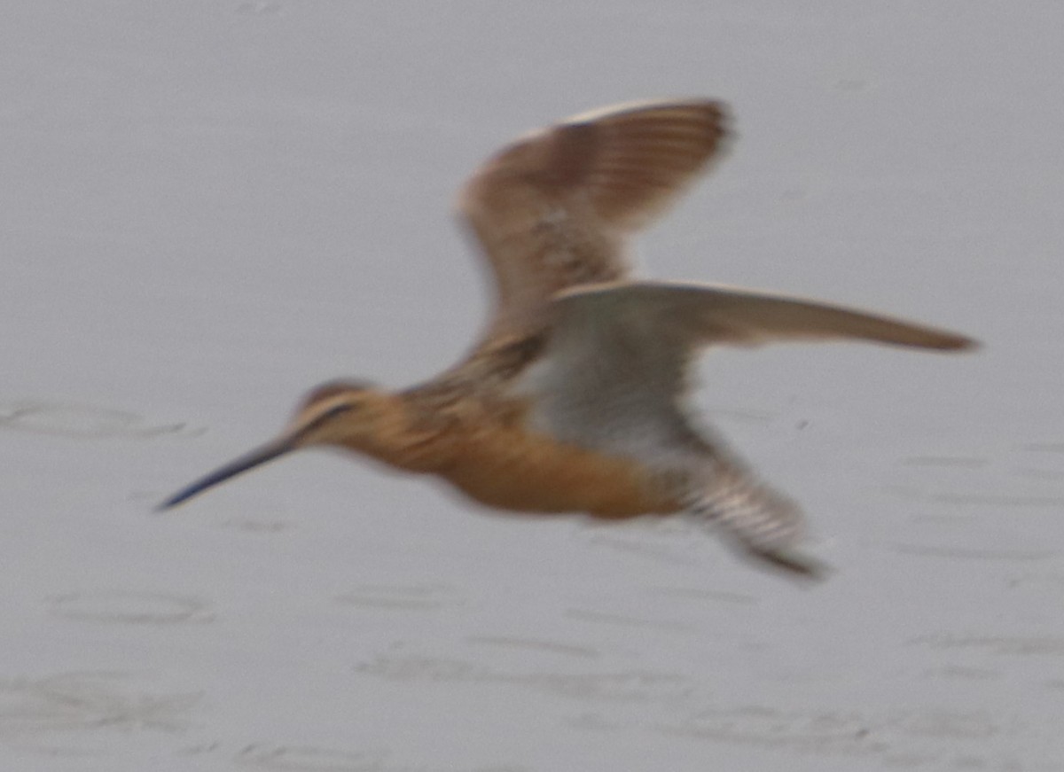 Long-billed Dowitcher - ML621424121