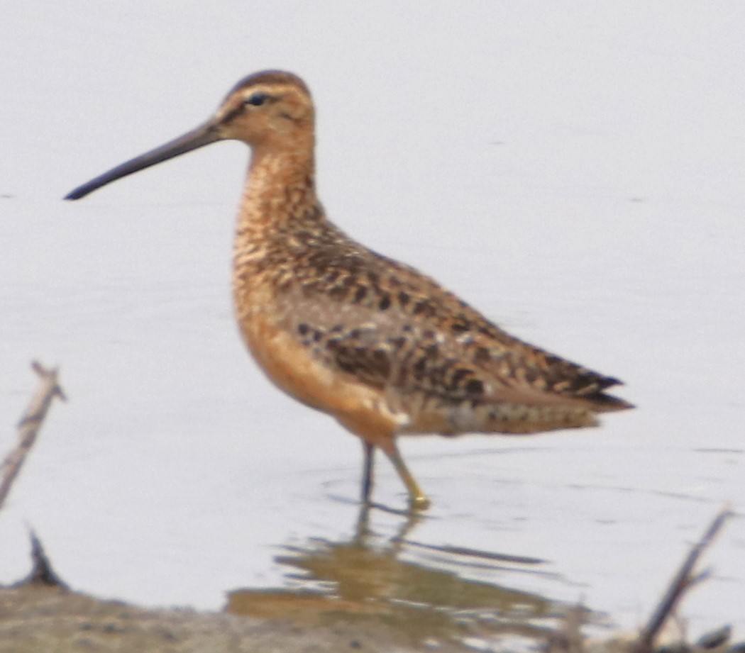 Long-billed Dowitcher - ML621424122