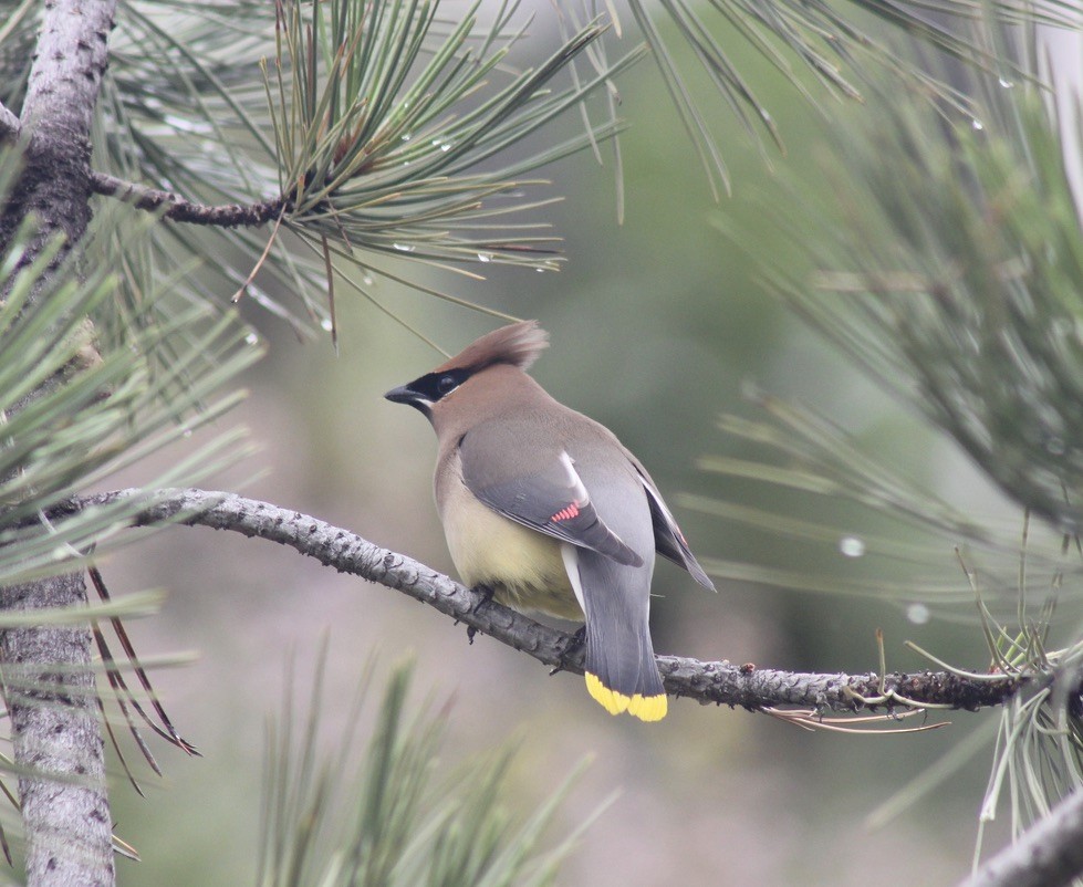 Cedar Waxwing - ML621424134