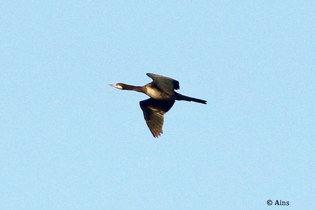 Great Cormorant - ML621424190