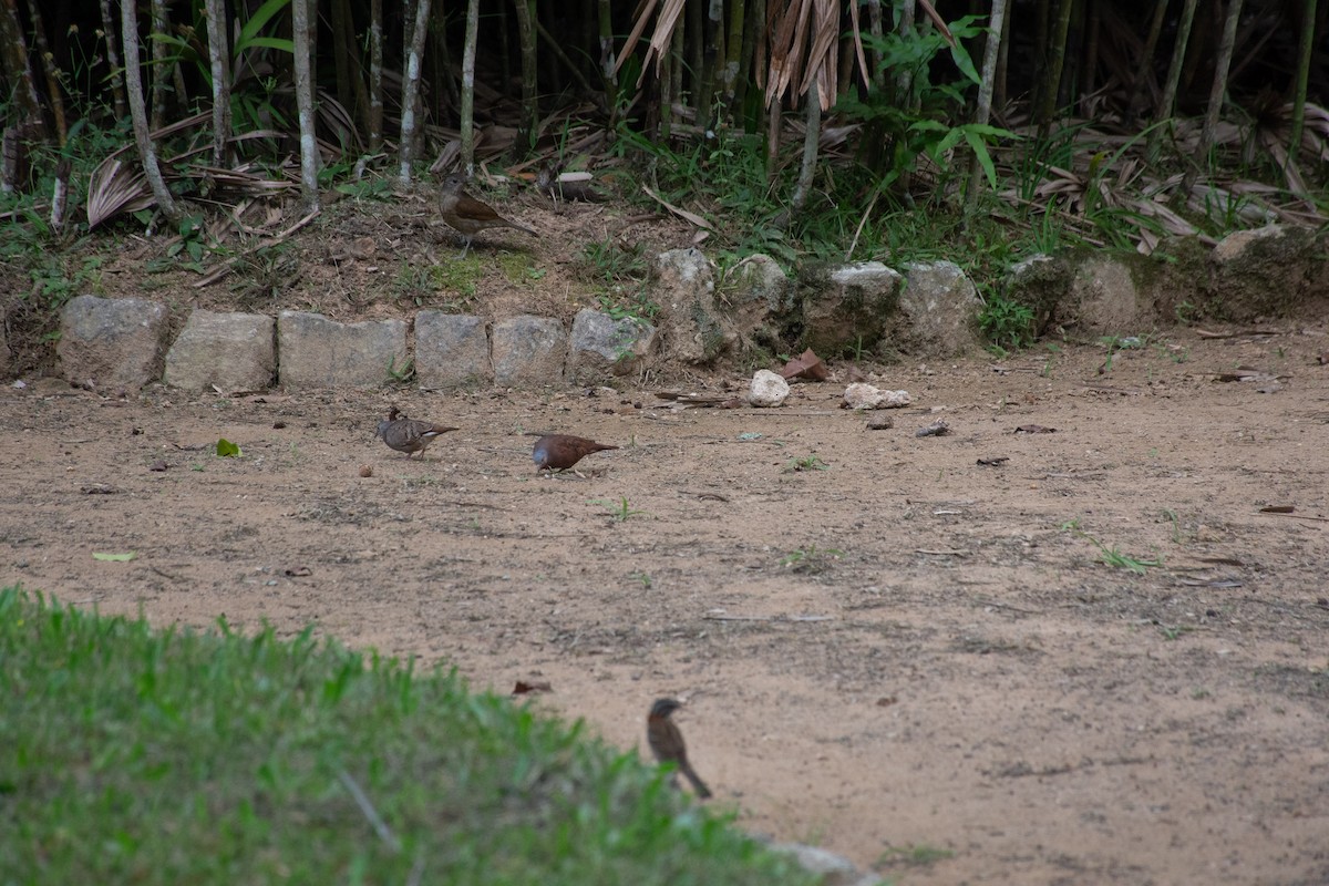 Pale-breasted Thrush - ML621424268