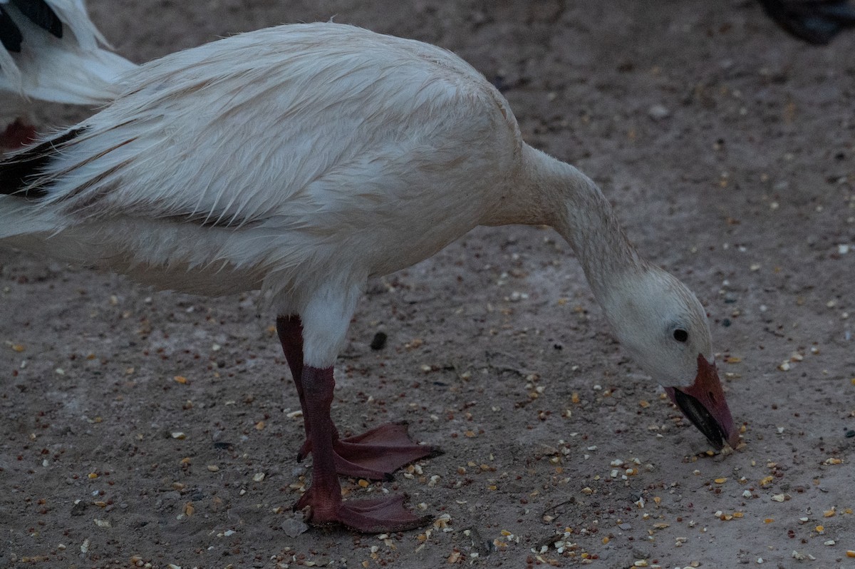 Snow Goose - ML621424270