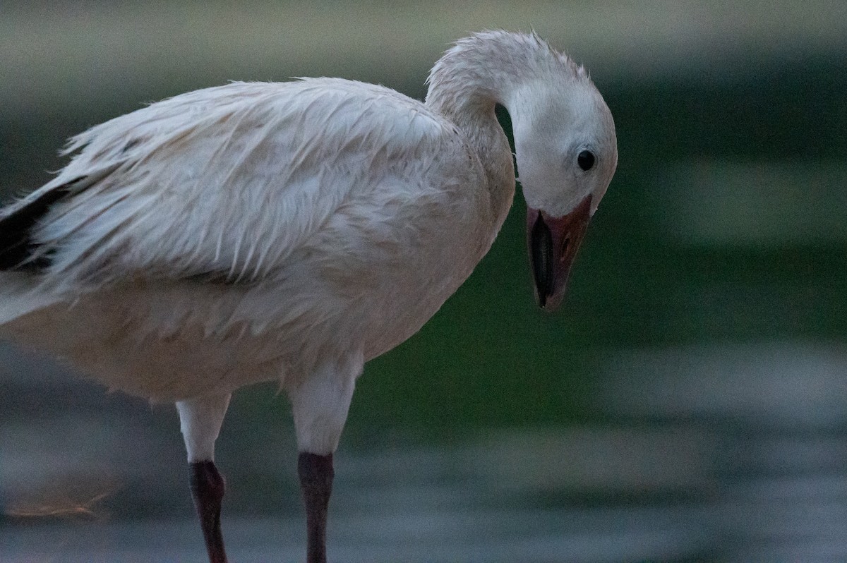 Snow Goose - ML621424271