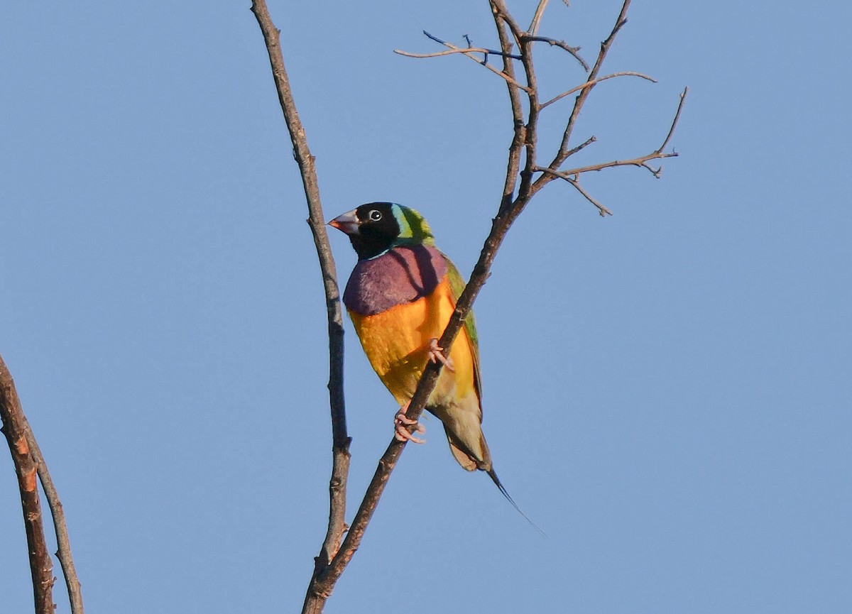 Gouldian Finch - ML621424329