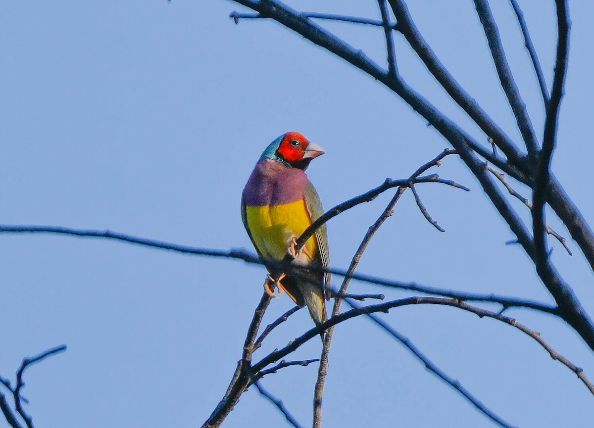 Gouldian Finch - ML621424330