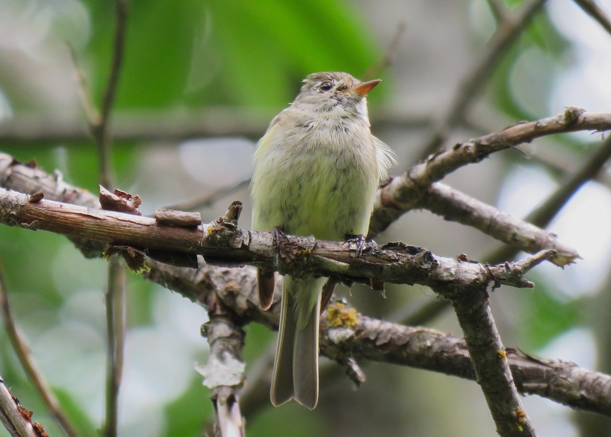 Hammond's Flycatcher - ML621424394