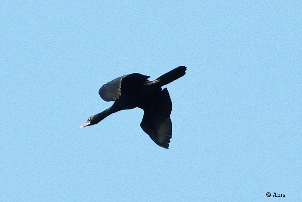 Great Cormorant - ML621424453