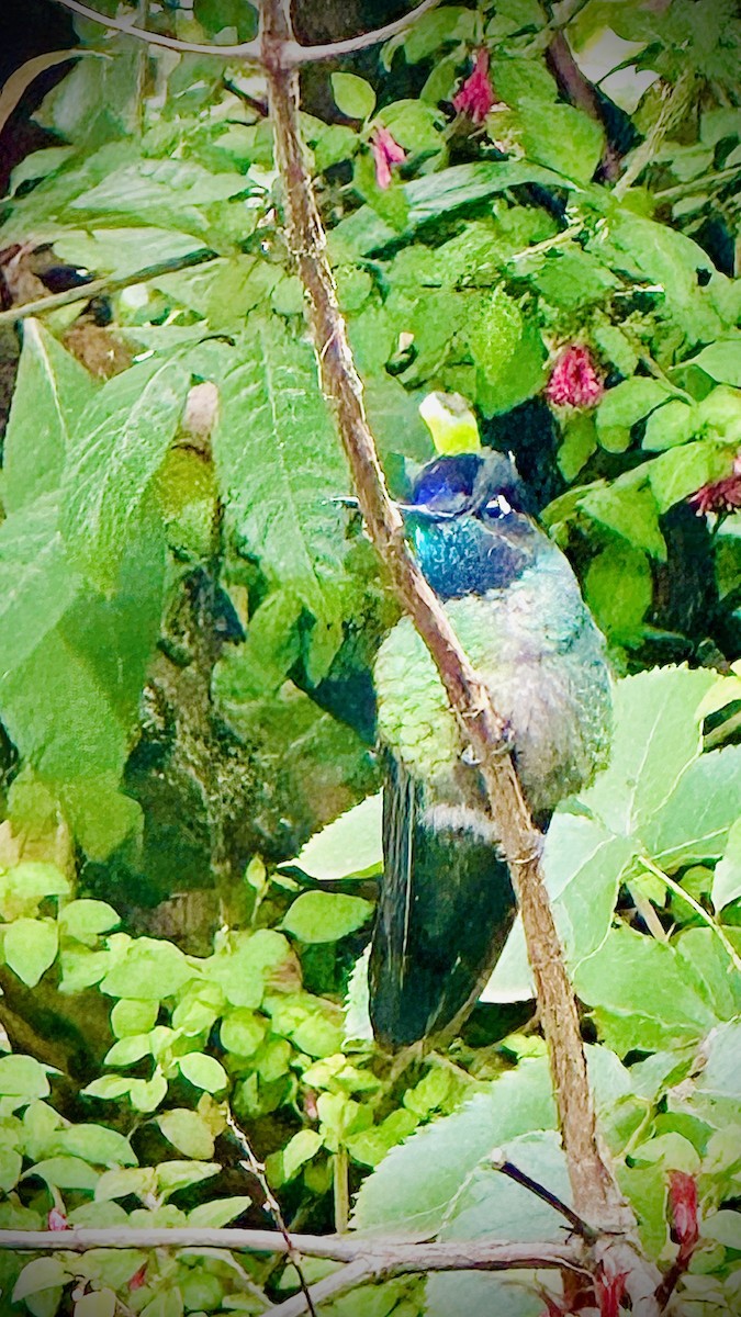 Colibri de la Talamanca - ML621424532