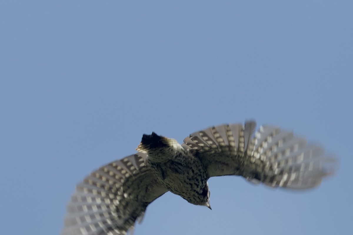 Strickland's Woodpecker - ML621424587