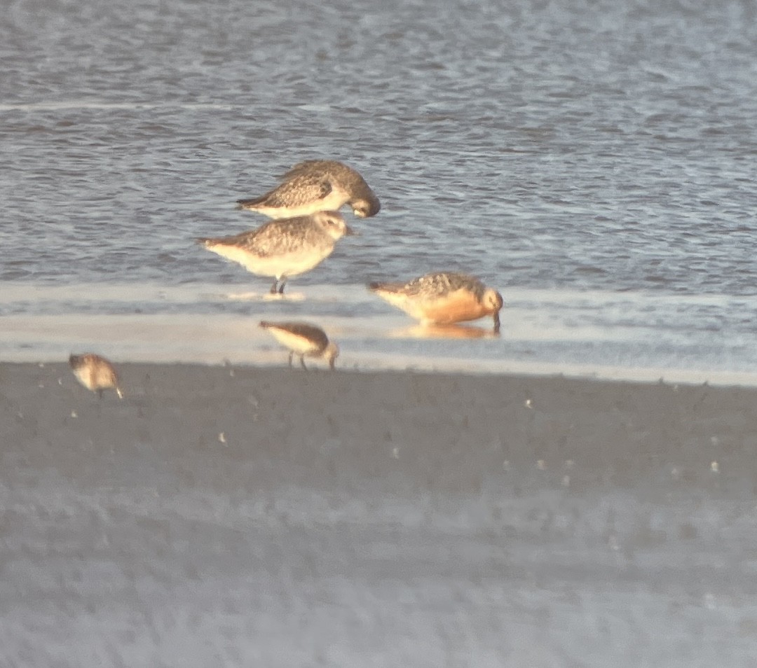 Red Knot - ML621424616